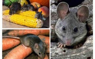 Jak se vypořádat s myší v zemi a na místě
