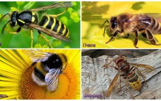 Sự khác biệt giữa ong, ong, ong, hornet là gì
