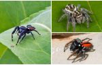 Jumping Spiders (Jumping Spiders)