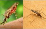 Hur ser malariamuggar ut och hur farliga de är för människor