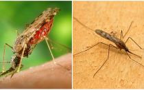 كيف يبدو البعوض الملاريا ومدى خطورته على البشر