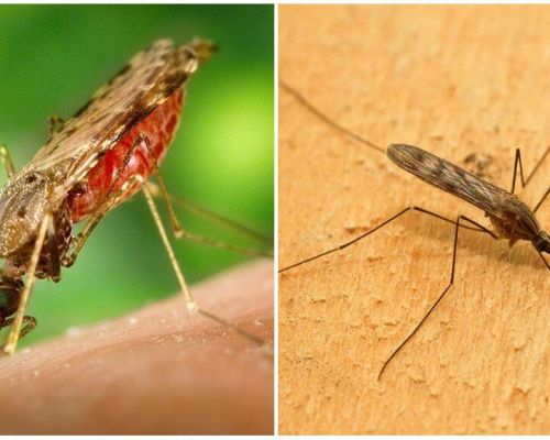 Com es veuen els mosquits de la malària i el perillós que són per als humans