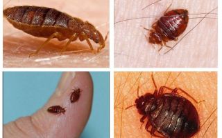 Signes de personnes - pourquoi des insectes apparaissent dans l'appartement