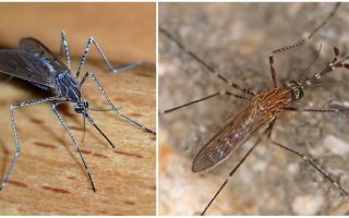 Description et photos des espèces de moustiques