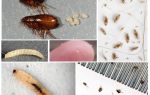 Làm thế nào để thoát khỏi bọ chét đất trong một căn hộ hoặc nhà riêng