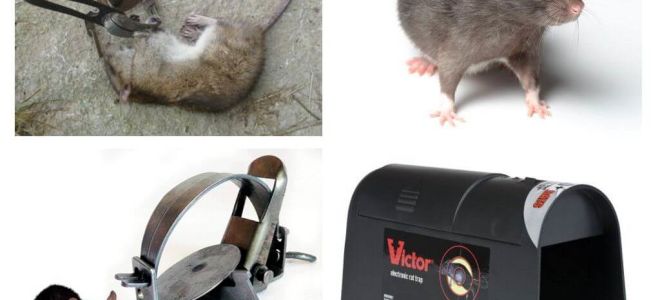 Fällor för råttor