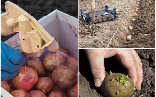 Innan plantering bearbetas potatisen från Colorado-potatisbaggen och wireworm