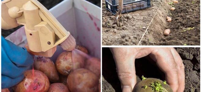 Dan voor het planten de aardappel van de Coloradokever en de draadboor verwerken