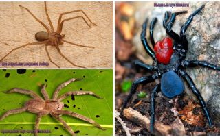 Beskrivning och bilder av de farligaste spindlarna i världen