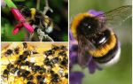 Mô tả và hình ảnh của trái đất ong
