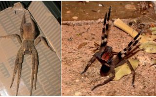 Brazilian rătăcitor păianjen (alergător, rătăcitor, soldat)
