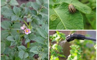 Възможно ли е да се обработват картофи от колорадски бръмбари по време на цъфтежа