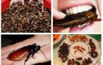 Per cosa sono gli scarafaggi in natura?