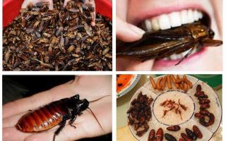 Ce sunt gândacii în natură?