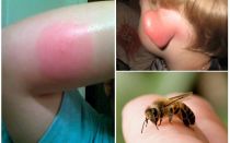 Удряна пчела - какво да правя у дома