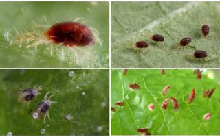 Beskrivning och foto spider mite
