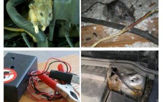 Hur bli av med råttor under huven på en bil