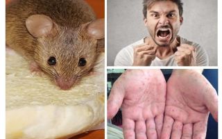 Какво може да бъде заразено от мишки
