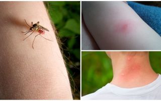 Quelle est la différence entre une piqûre de moustique et une piqûre d'insecte ou de tique?