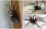 Wat voor soort spinnen leven er in een appartement of huis?