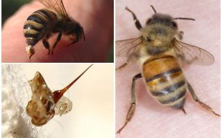 لدغة النحل ودبور