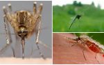 Como os mosquitos veem e o que os atrai para uma pessoa