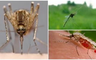 Hoe muggen zien en wat hen naar een persoon trekt