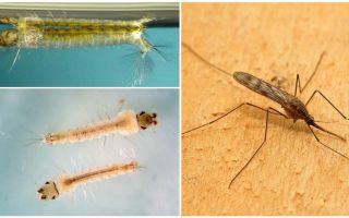 Description et photos de larves de moustiques