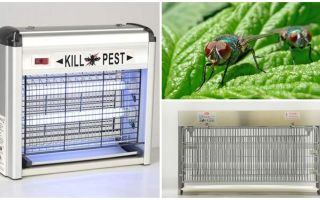 Làm thế nào để tạo bẫy cho ruồi tại nhà