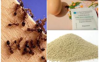 Народни средства срещу мравки
