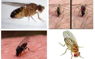 Hoeveel muggen leven