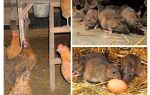 Hur man hanterar råttor i hönshuset