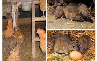Cum să se ocupe de șobolani din casa de găină