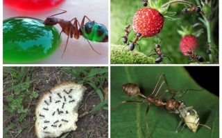 Vilka myror äter i naturen
