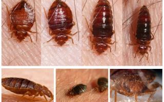 Ce bug-uri mănâncă și cine le mănâncă