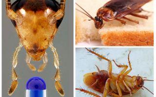 Aspettativa di vita dello scarafaggio domestico