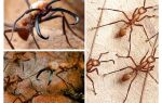 Най-опасните мравки в света
