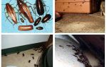 Dove sono nascosti gli scarafaggi nell'appartamento