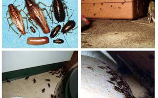Hur man etsar kackerlackor i en lägenhet hemma