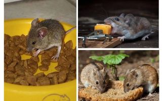 Bir fare kapanı koymak için ne yem