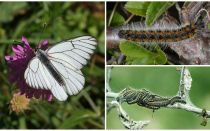Descriere și fotografie a omului și fluture Hawthorn cum să lupte