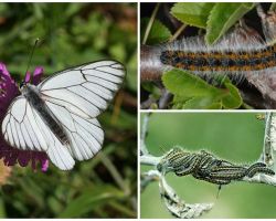 Описание и снимка на гъсеница и пеперуда Hawthorn как да се борим
