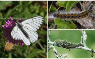 Beschrijving en foto van de rups en vlinder Haagdoorn hoe te vechten