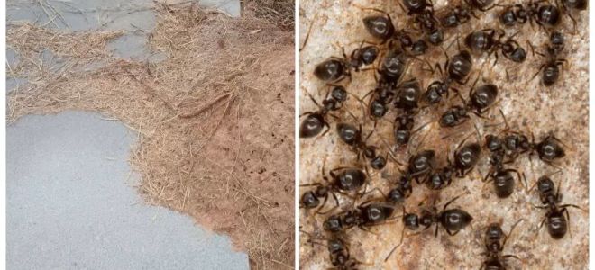 Cum să scapi de furnici pe mormânt