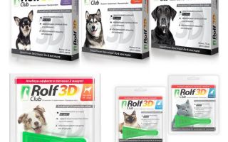 Köpekler ve kediler için pire Rolf Club 3D bırakır