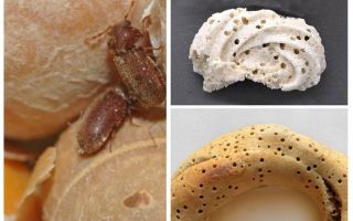 Hoe de broodmolen en zijn larven te verwijderen