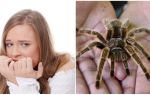 Tên của sự sợ hãi của nhện (ám ảnh) và phương pháp điều trị là gì