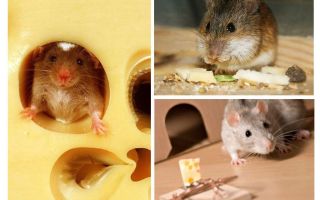 Мишките ядат сирене или не