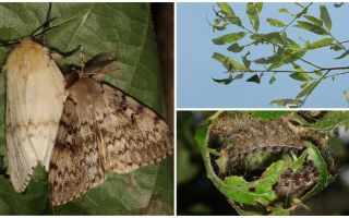 Mô tả và hình ảnh của con sâu bướm của Gypsy Moth