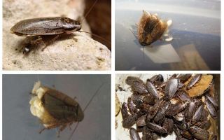 Mramorový šváb: co nakrmit a jak se chovat